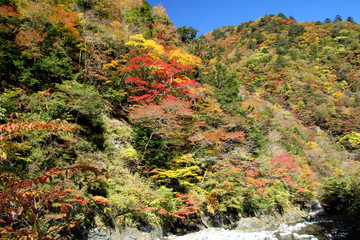 剣山スーパー林道の紅葉