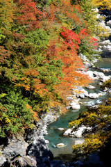 剣山スーパー林道の紅葉