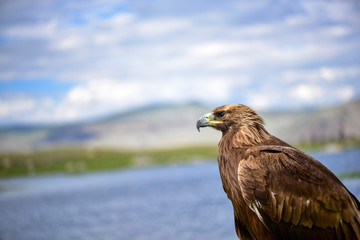 Wild eagle portrait in Mongolia