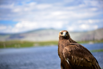 Wild eagle portrait in Mongolia