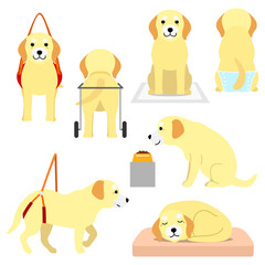 old dog with elderly care products