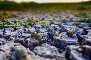 Cracked ground,Dry land. Cracked ground background,Dry cracked ground filling