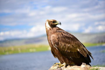 Wild eagle portrait in Mongolia