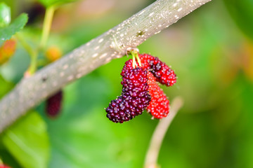 Fresh mulberry, mulberry branch on the health of the fruit with a green background, tangshan, hebei province in China.
