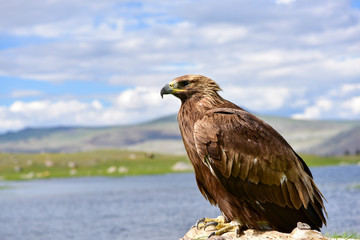 Wild eagle portrait in Mongolia