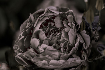 Fototapeta na wymiar dried rose on black background