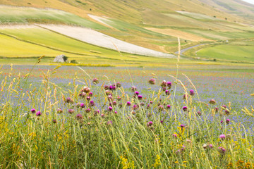 Purple wild flowers with the plain of Castelluccio di Norcia in the background. Castelluccio di Norcia, Umbria, Italy