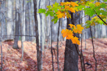 Leaves, branches, trails in beautiful maple forest, Saint-Bruno, Quebec, Canada