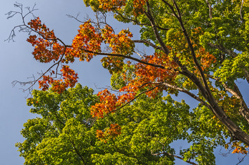 Red and Orange Leaves Promising Fall