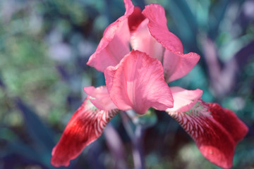 iris flower in greenery macro, red