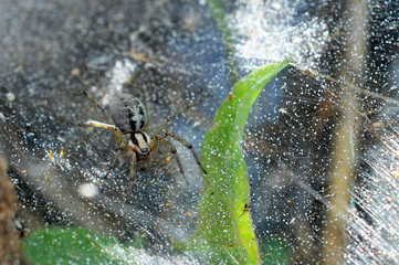 spider in a web with raindrops, macro, blurred image