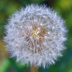 fluffy white dandelion close up