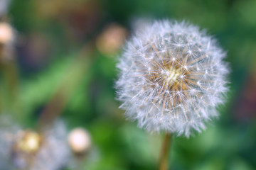 dandelion single fluffy, blurred background