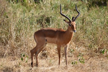 Impala Buck 