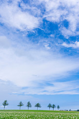 Obraz premium めまんべつ メルヘンの丘 かわいい