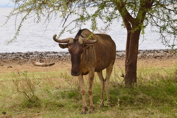 Wildebeest under Acacia