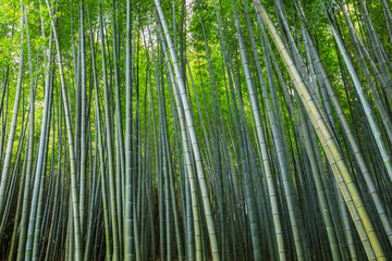 Asian Bamboo forest, natural background