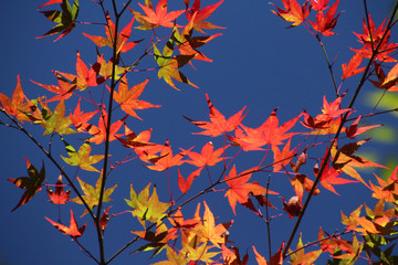 那賀川上流の紅葉