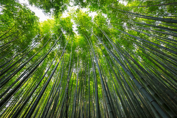 Asian Bamboo forest, natural background
