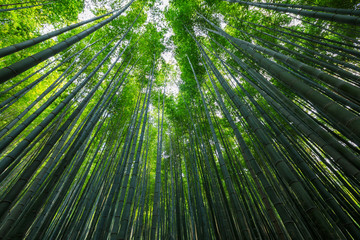 Asian Bamboo forest, natural background