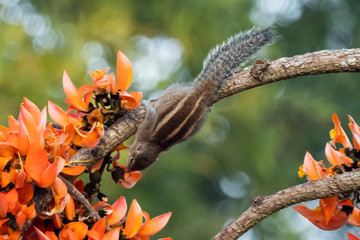 Indian Palm Squirrel (Funambulus palmarum)