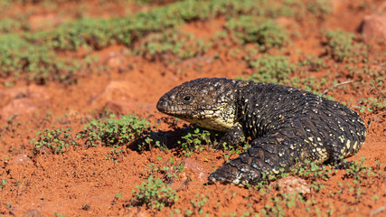 Shingleback (Tiliqua rugosa) subspecies 