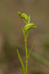 Tall Greenhood (Pterostylis melagramma).  Maldon, Victoria, Australia