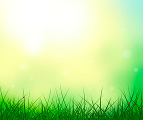 Grass sky sun ladybug summer background. Abstract summer background. Grass on sunshine background. Ladybug on the grass. Nature scene, details