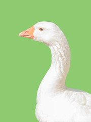 Large white goose isolated on light green background.