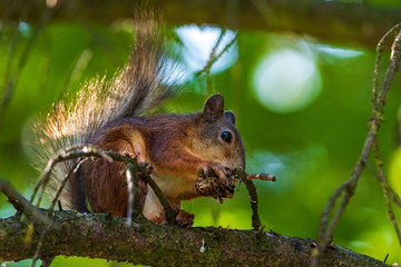 Squirrel on the tree eats. Photographed closeup.
