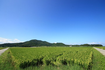 Fototapeta na wymiar 実る稲穂と山の風景