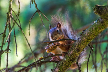 Squirrel on the tree eats. Photographed closeup.