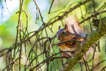 Squirrel on the tree eats. Photographed closeup.