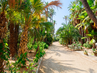 Palm park El Palmeral in Alicante, Costa Blanca. Spain.