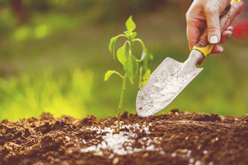 put some fertilizer gmo or poison in shovel in the soil under small plant - obrazy, fototapety, plakaty
