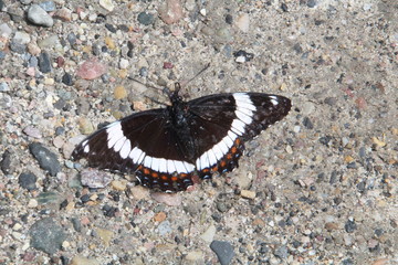 Butterfly On The Ground, Jasper National Park, Alberta