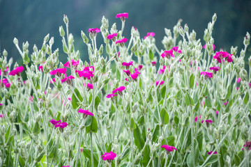 pink flowers in a mountain field