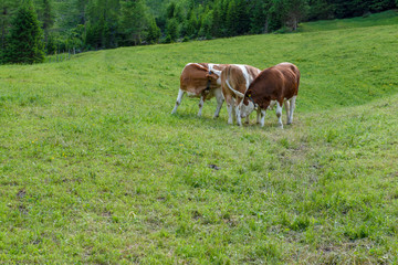 Naklejka na ściany i meble Cows fighting before and after the lunch, bovine at grass