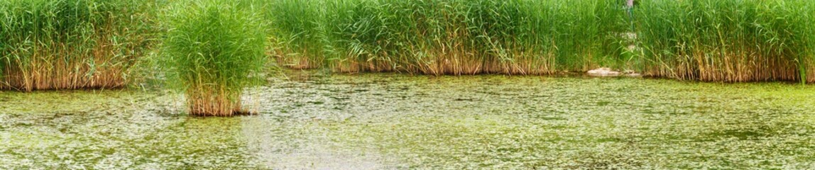 reed and water, paniramic view of  wetland and reed