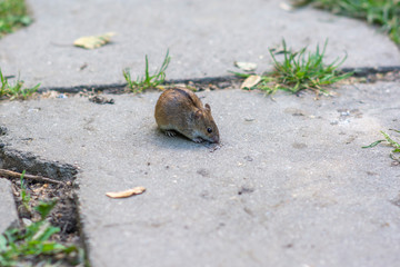 Field mouse with a stripe on the back in the park