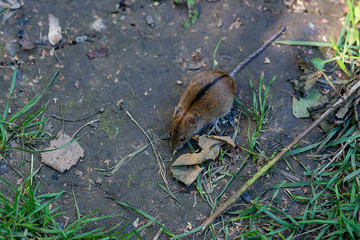 Field mouse with a stripe on the back in the park
