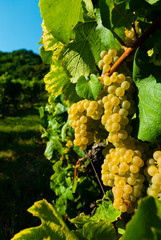 white riesling grapes vineyard before harvest - obrazy, fototapety, plakaty