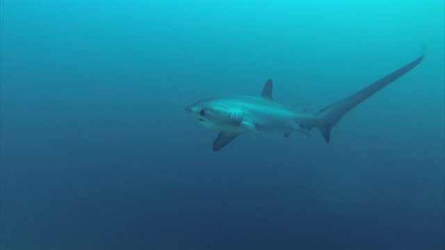 Thresher Shark Closeup Swimming In Deep Blue Ocean At Monad Shoal In Malapascua Philippines In Visayan Sea 