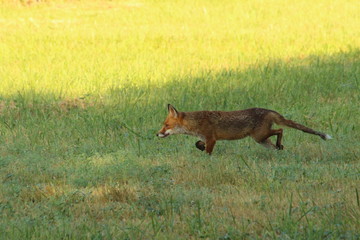 A lonely fox in countryside, in France