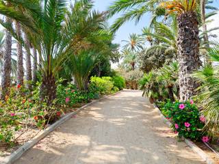 Fototapeta premium Palm park El Palmeral in Alicante, Costa Blanca. Spain.