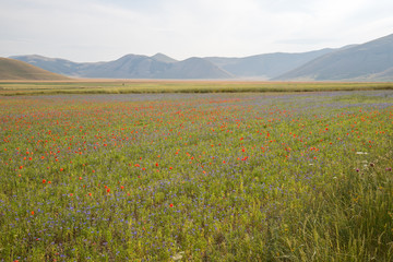 Wild flower fields in the plain of Castelluccio di Norcia. Apennines, Umbria, Italy