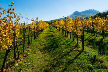 Fototapeta na wymiar yellow grape leaves at vineyard, october, St George hill at background