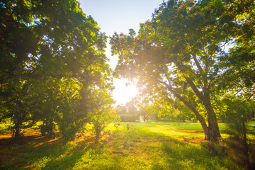 Sunset park green lawn with tree