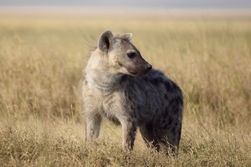 Hyena, Serengeti