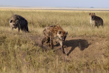 Hyena pack